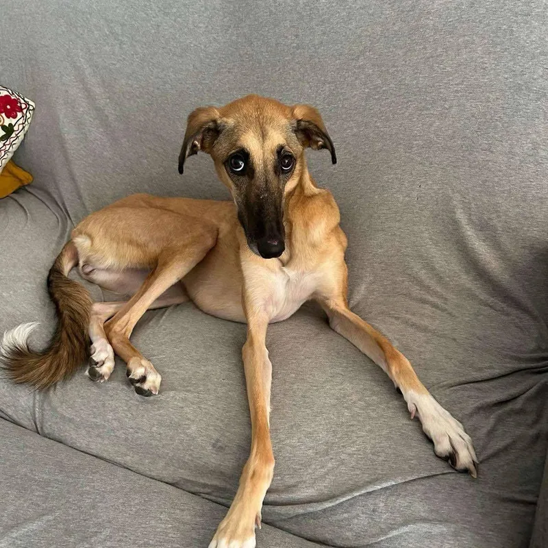 An adult medium-sized female Saluki dog named Simone for adoption in New York, NY