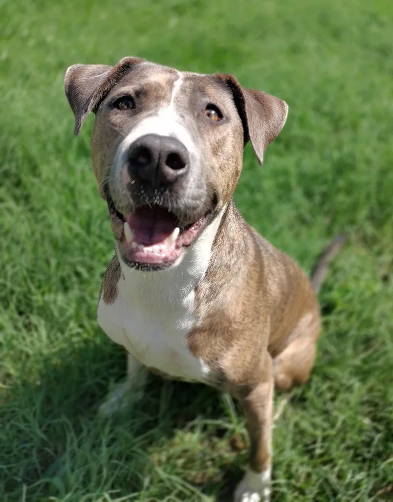 An adult large-sized female American Staffordshire Terrier dog named Xena for adoption in Pittsboro, NC