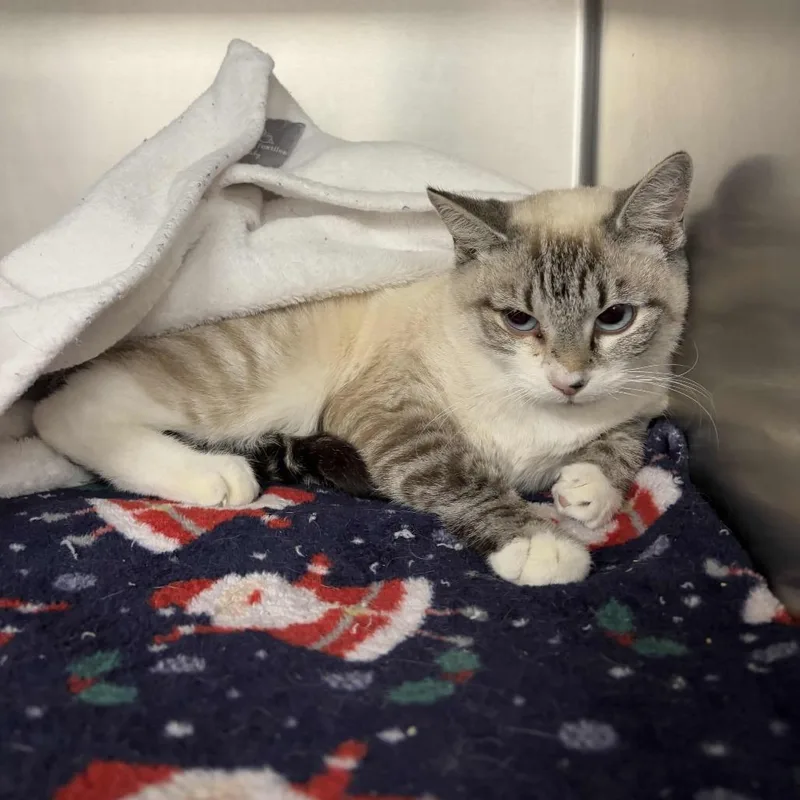 An adult medium-sized female White Domestic Short Hair cat named Snickerdoodle for adoption in Beaumont, TX