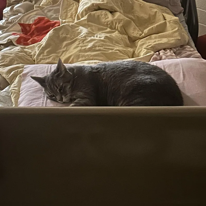 A senior large-sized female Gray / Blue / Silver Domestic Short Hair cat named Raven for adoption in Tempe, AZ