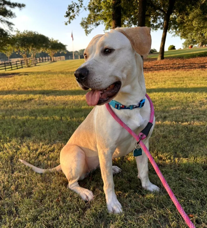 An adult medium-sized female Labrador Retriever dog named Chelsea for adoption in Roswell, GA