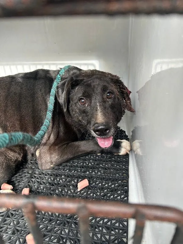 An adult large-sized male Black Labrador Retriever dog named Drax for adoption in Mobile, AL
