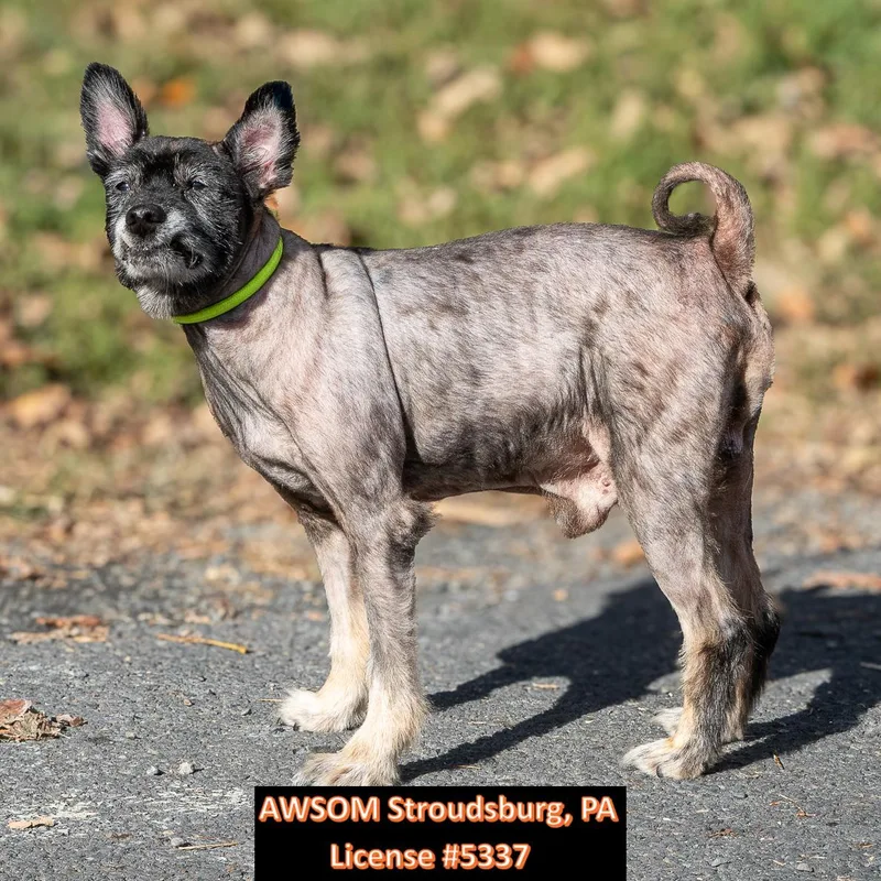 An adult small-sized male Pomeranian dog named Dobby for adoption in Stroudsburg, PA
