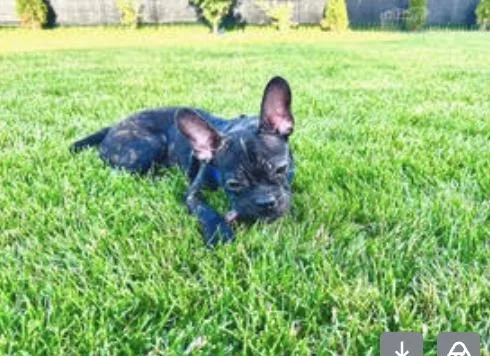 A baby small-sized male Brindle Boston Terrier dog named Bruce for adoption in Plainfield, IL