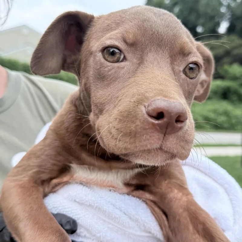 A baby medium-sized male Brown / Chocolate Mixed Breed dog named Scrabble for adoption in Auburn, AL