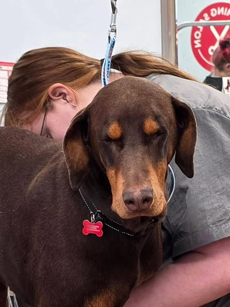 An adult large-sized male Doberman Pinscher dog named Leo for adoption in Minneapolis, MN