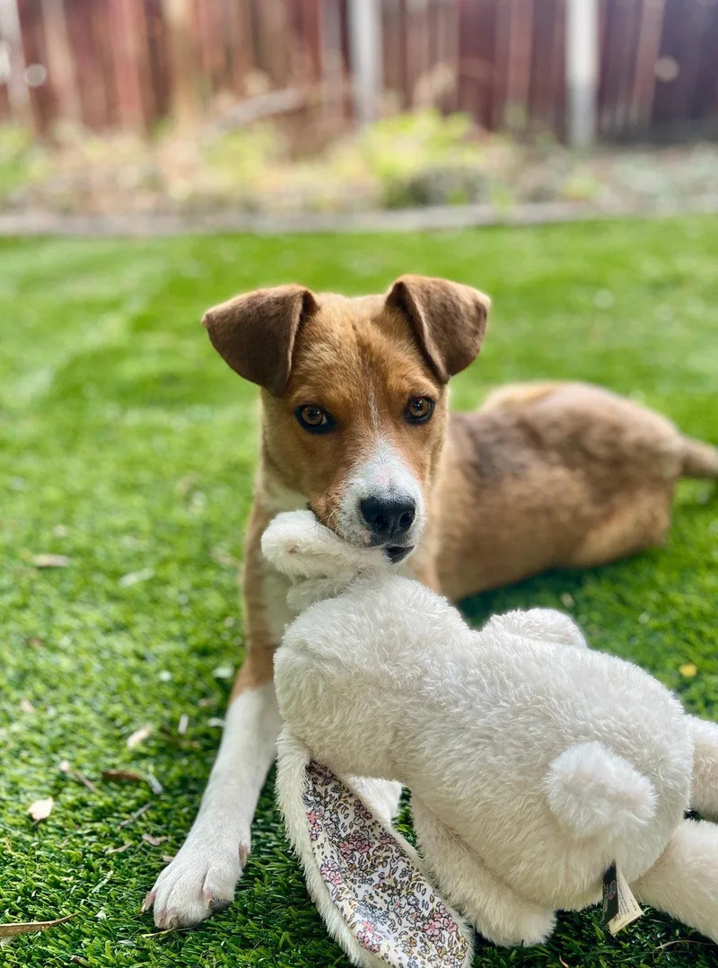 An adult medium-sized male Cattle Dog dog named Baxley for adoption in Salt Lake City, UT
