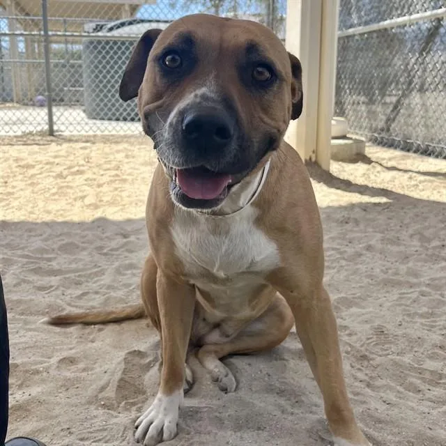 An adult large-sized female Boxer dog named Melody for adoption in Thousand Palms, CA