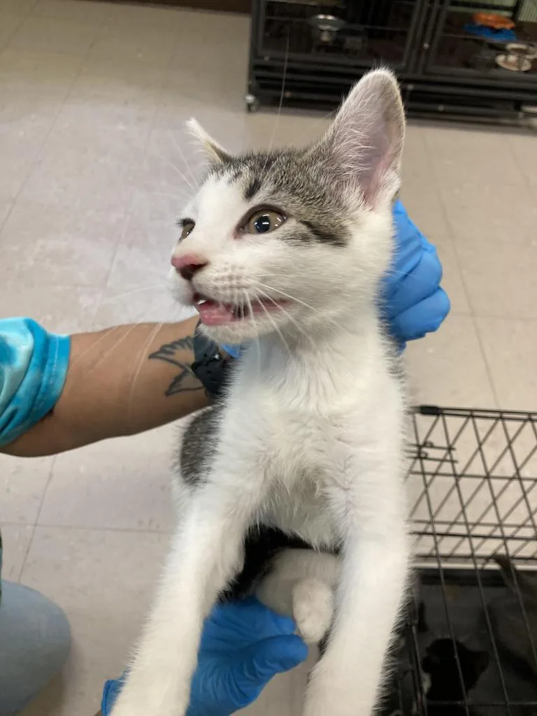 A baby medium-sized male Domestic Short Hair cat named Cookie Monster for adoption in Burnsville, NC