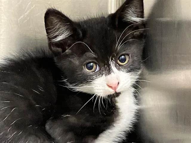 A baby small-sized male Domestic Short Hair cat named Raiden for adoption in Tustin, CA