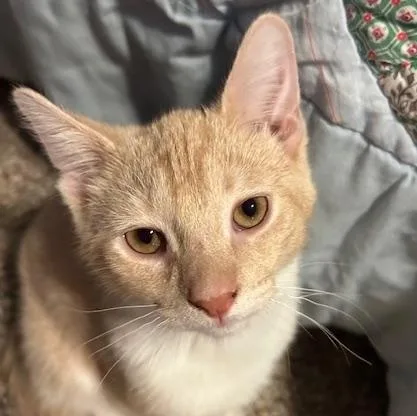 A baby medium-sized male Buff & White Domestic Short Hair cat named Paprika for adoption in Chambersburg, PA