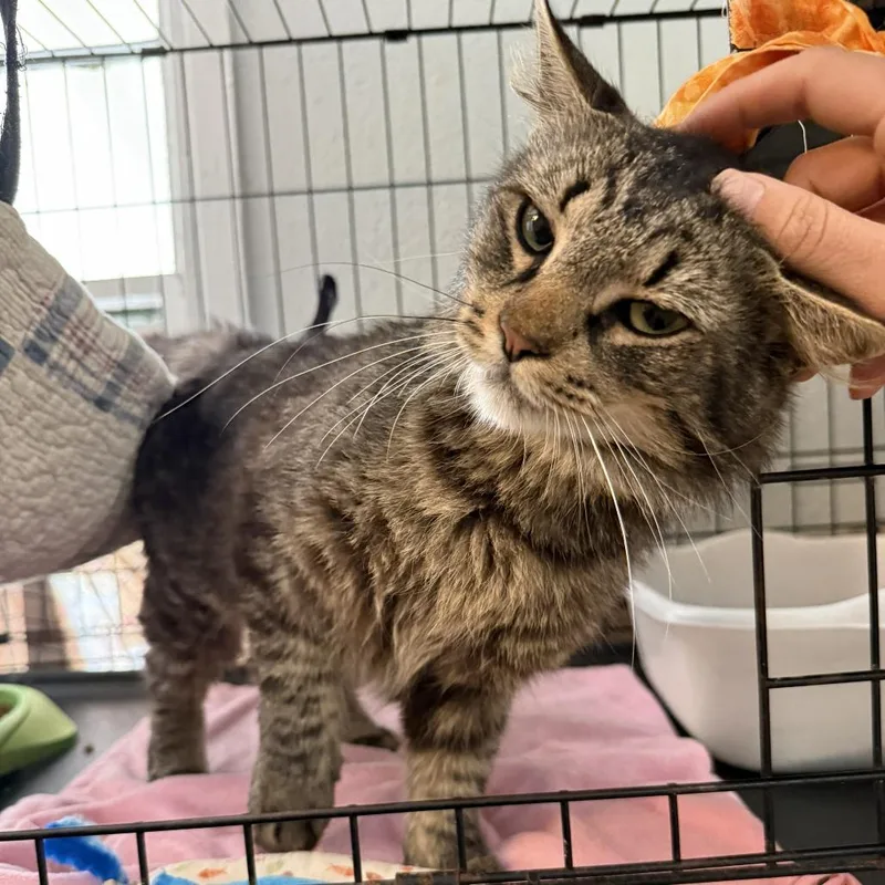A young medium-sized male Brown / Chocolate Domestic Long Hair cat named Fuzzy for adoption in North Myrtle Beach, SC