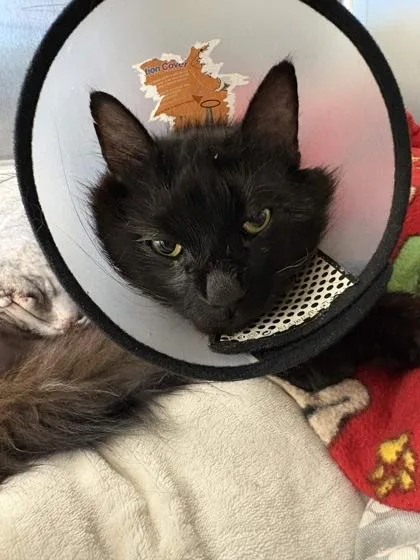 An adult large-sized male Domestic Long Hair cat named Artemis for adoption in Memphis, TN