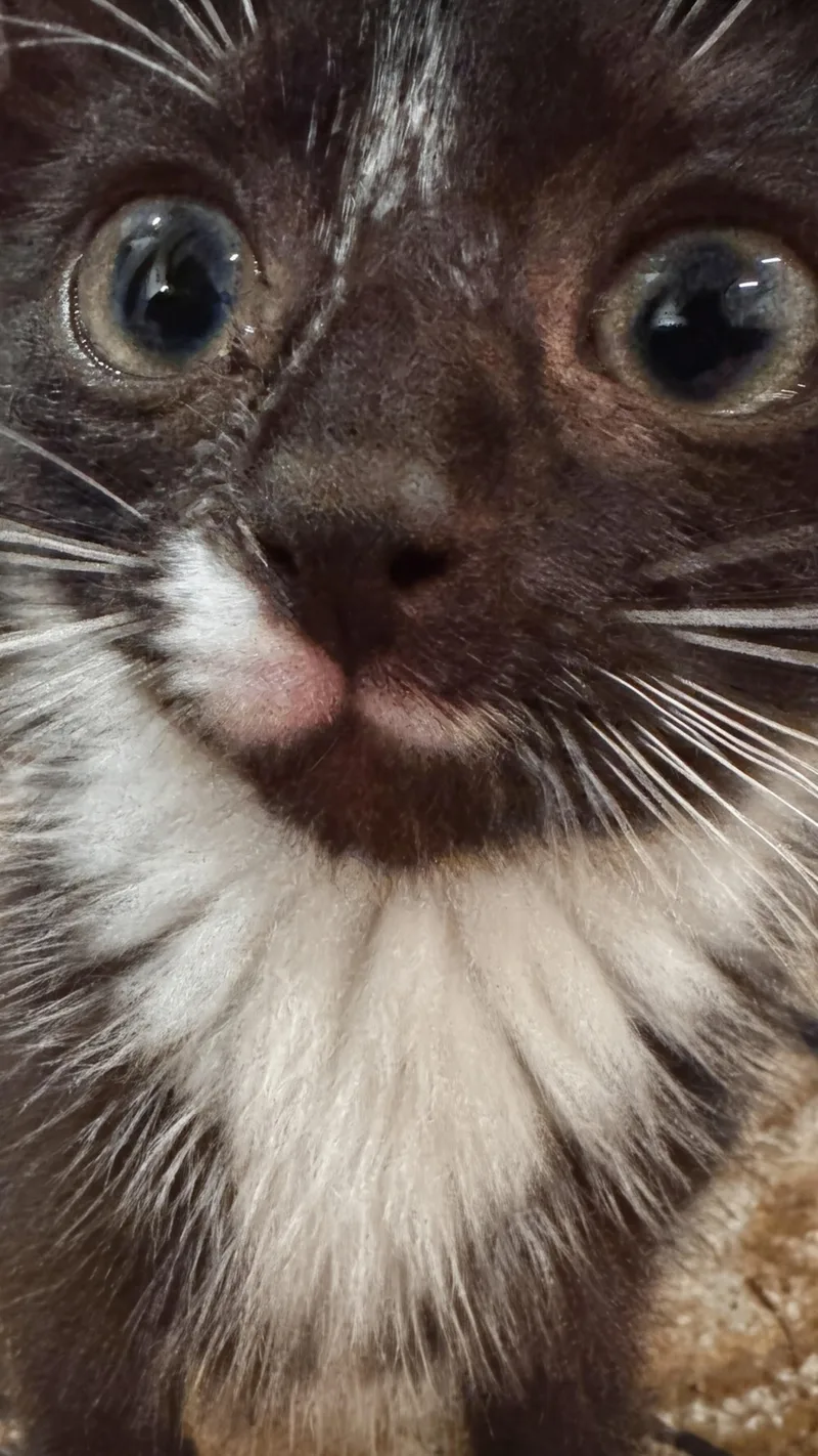 A baby small-sized female Black & White / Tuxedo Domestic Short Hair cat named Misha for adoption in Ridgewood, NY