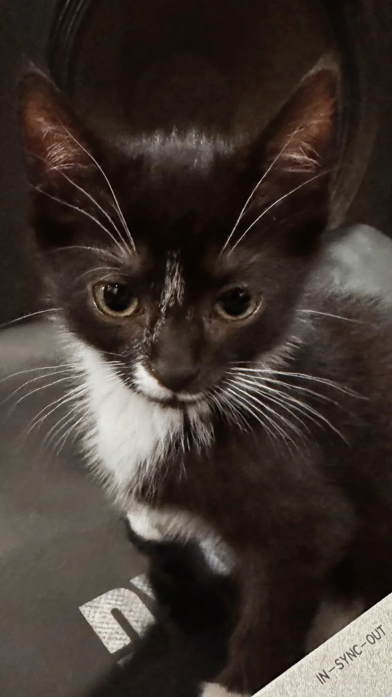 Misha thumbnail 2