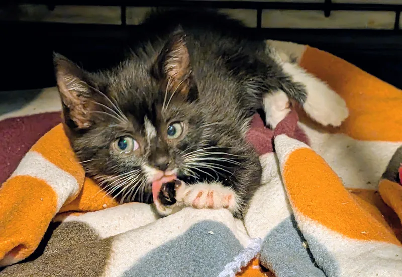 Misha thumbnail 3