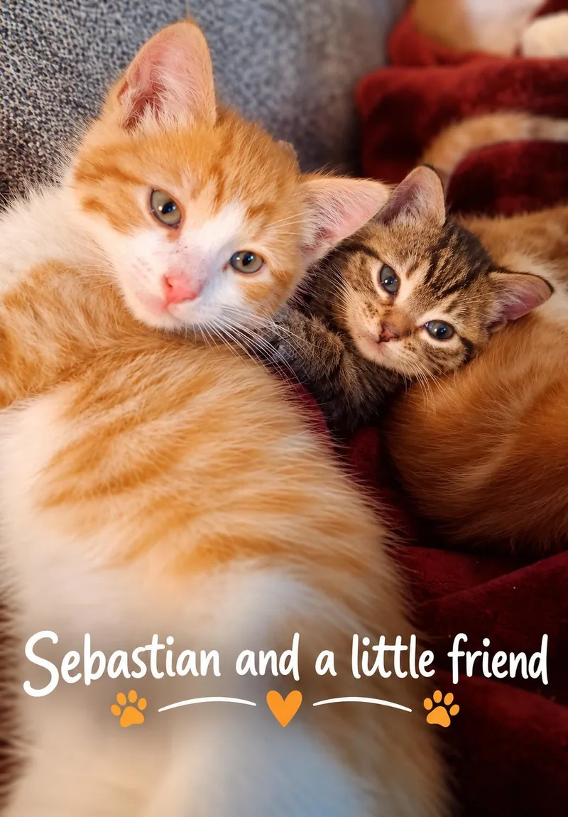 A baby medium-sized male Tabby cat named Sebastian for adoption in Santa Cruz, CA