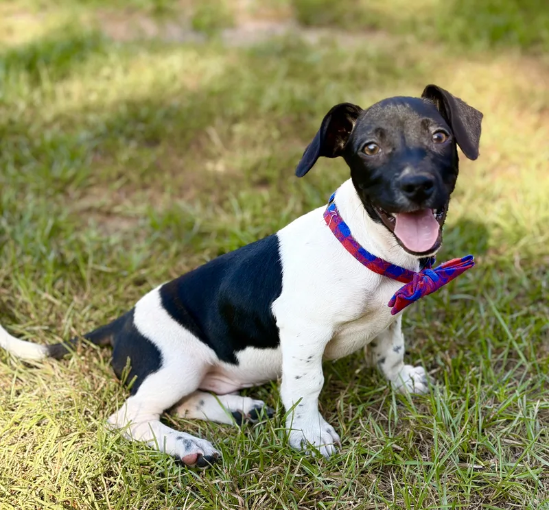 A baby medium-sized male Black Dachshund dog named Sherlock for adoption in Lucedale, MS