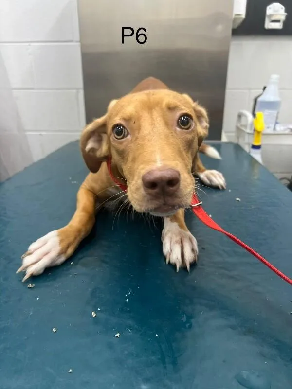 An adult medium-sized female Red / Chestnut / Orange Mixed Breed dog named Posie for adoption in Mobile, AL