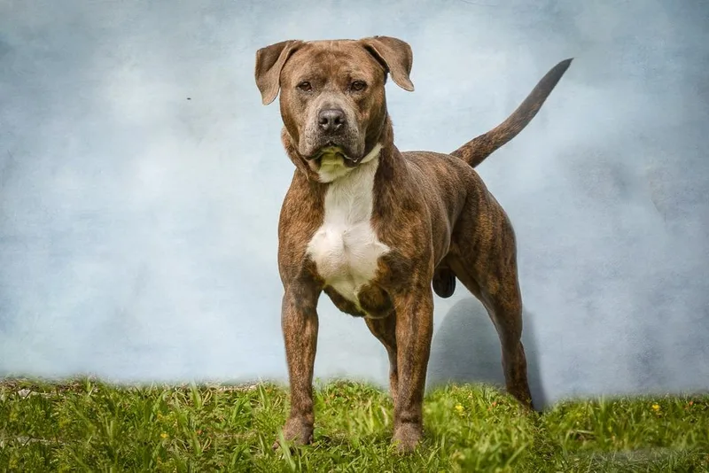 A senior large-sized male Pit Bull Terrier dog named Major for adoption in Sebastian, FL