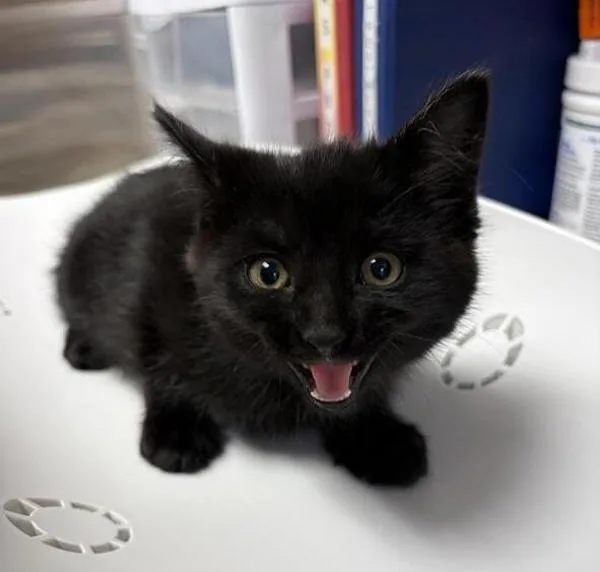 A baby small-sized female Domestic Medium Hair cat named Berry for adoption in Great Falls, MT