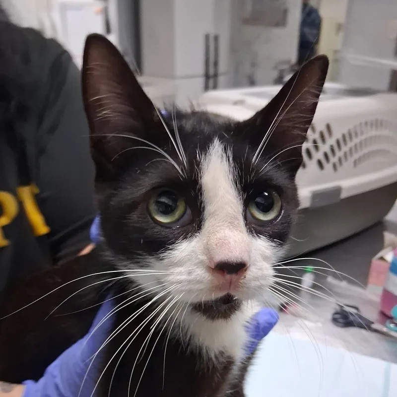 An adult medium-sized male Black Domestic Short Hair cat named Alfonso for adoption in Summerville, SC