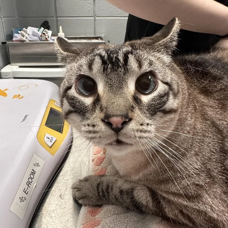 Biggie Smalls thumbnail 2