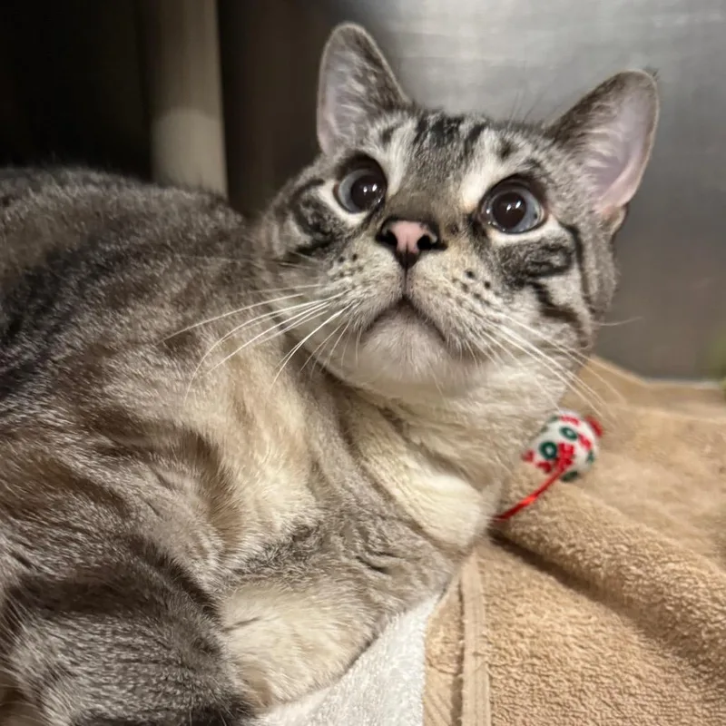 An adult extra large-sized male Brown / Chocolate Domestic Short Hair cat named Biggie Smalls for adoption in West Olive, MI