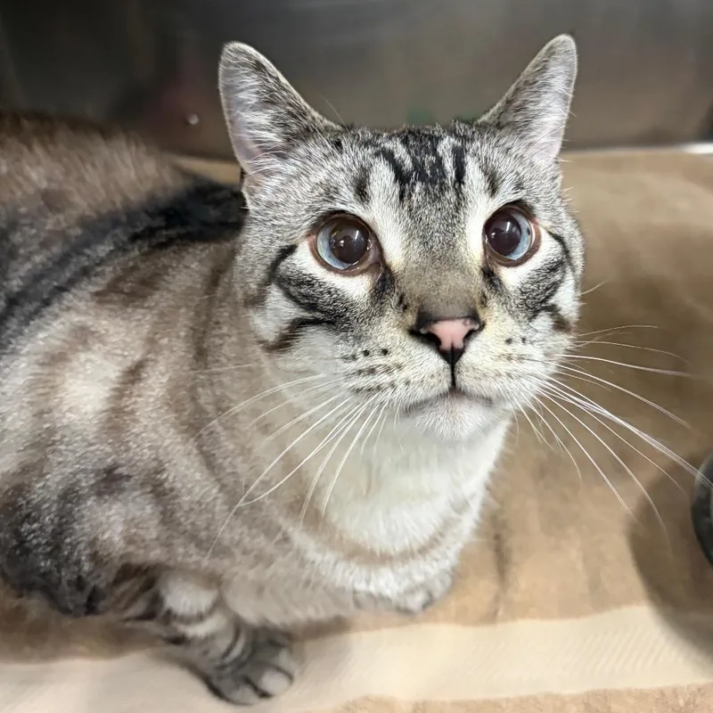 Biggie Smalls thumbnail 5