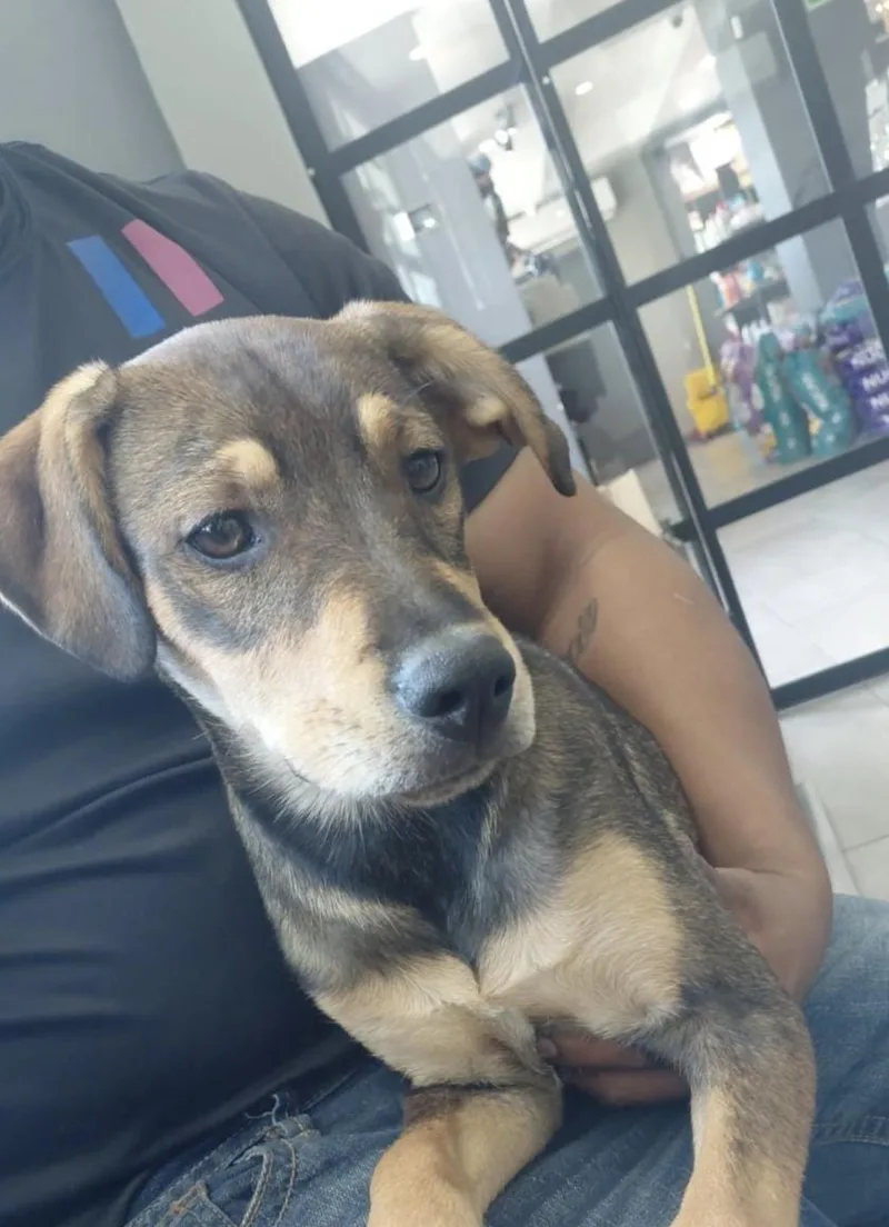A baby medium-sized female Mixed Breed dog named Gia for adoption in San Diego, CA