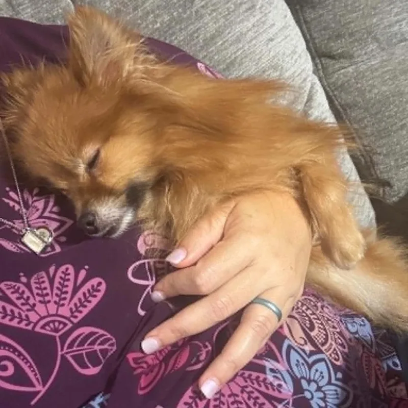 An adult small-sized female Pomeranian dog named Veera for adoption in Pearsall, TX