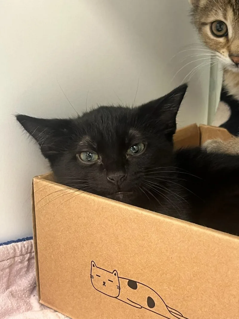 A baby small-sized female Black Domestic Short Hair cat named Cherry for adoption in Manassas, VA