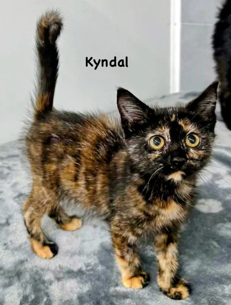 A young medium-sized female Domestic Short Hair cat named Kyndal for adoption in Morehead, KY