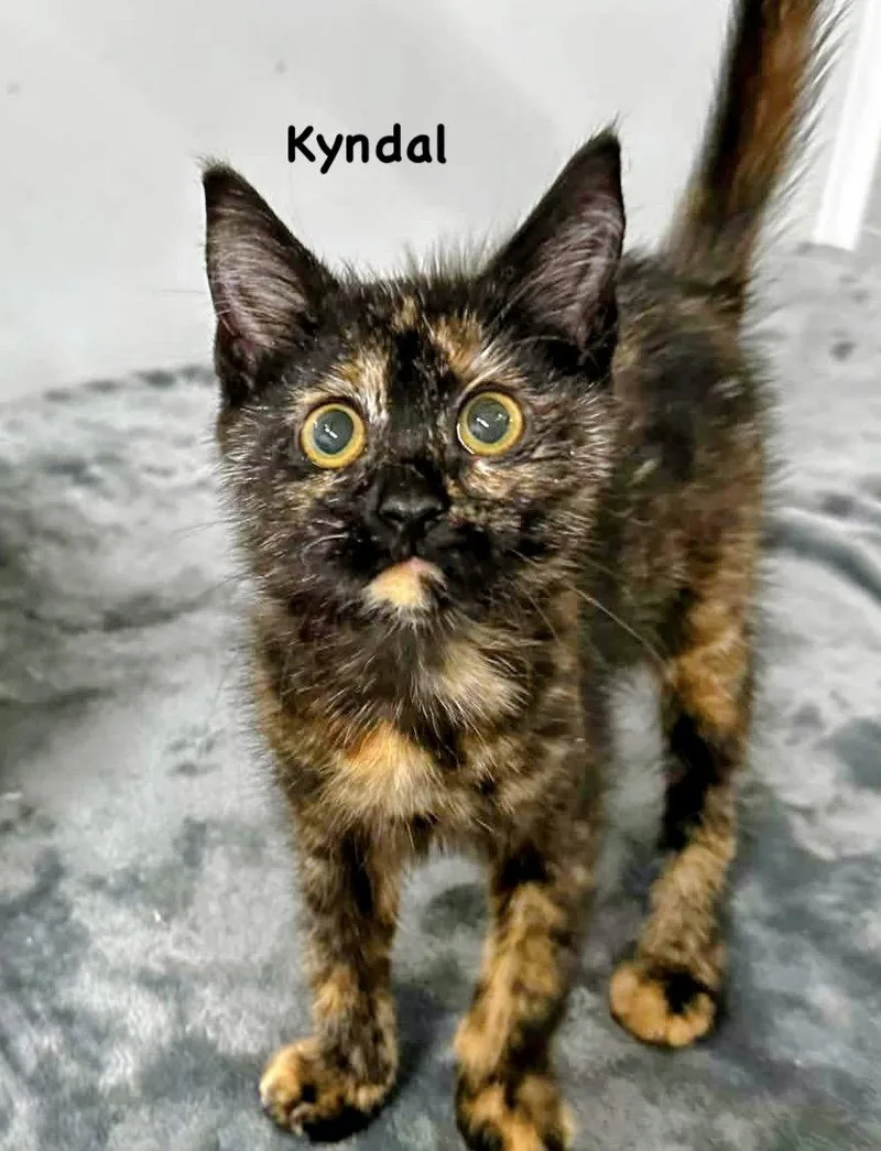 Kyndal thumbnail 2