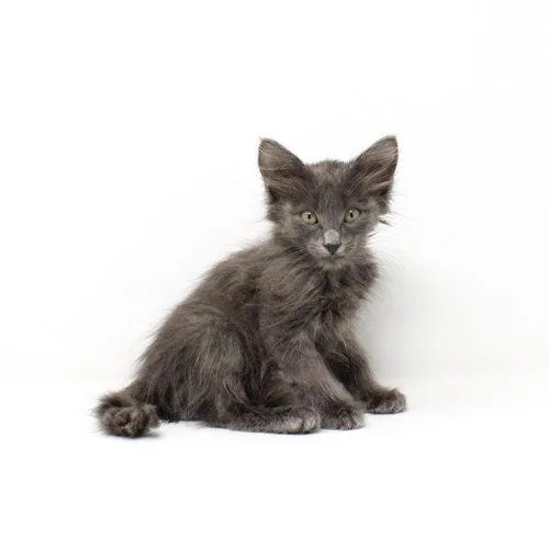 A baby medium-sized male Domestic Medium Hair cat named Vozinha for adoption in Florence, AZ