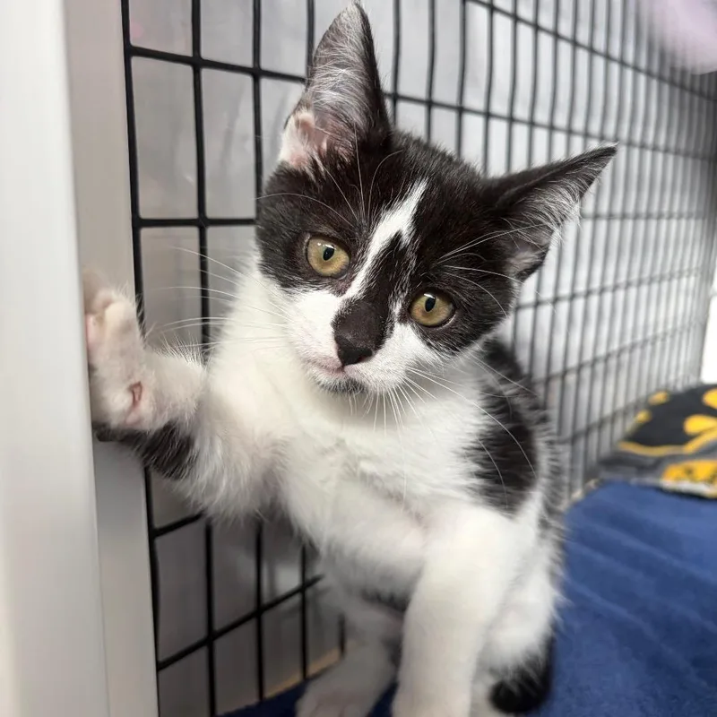 A baby small-sized female Black Domestic Short Hair cat named Astrid for adoption in Sarasota, FL