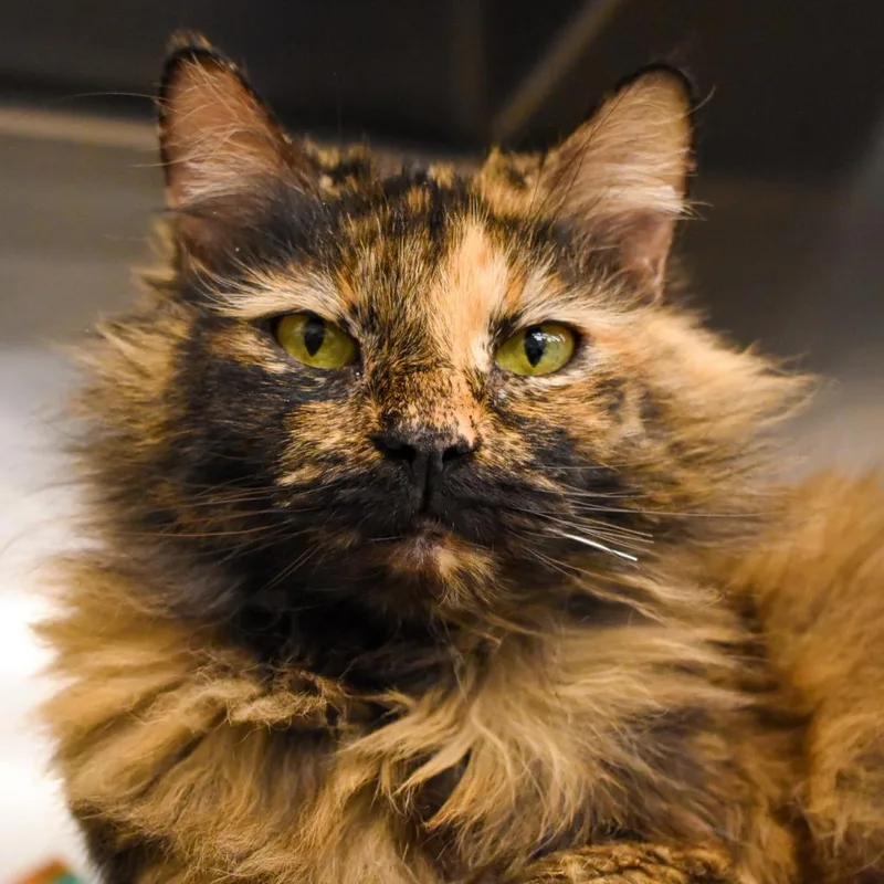 Morticia thumbnail 2