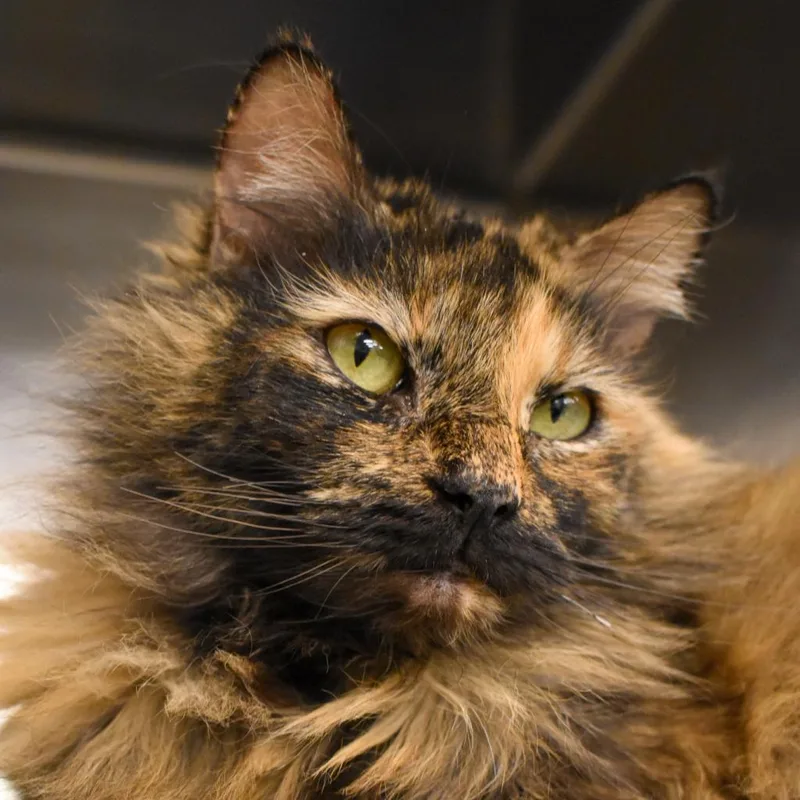 Morticia thumbnail 3