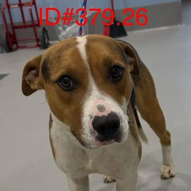 A young medium-sized male Brown / Chocolate Beagle dog named Kevin . for adoption in Kerrville, TX