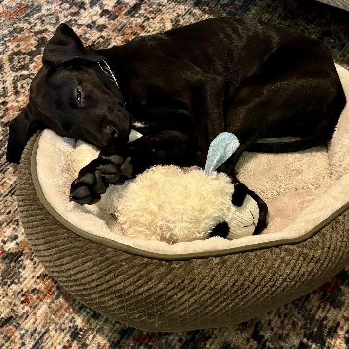 A baby small-sized female Black Hound dog named Cricket for adoption in Libertyville, IL