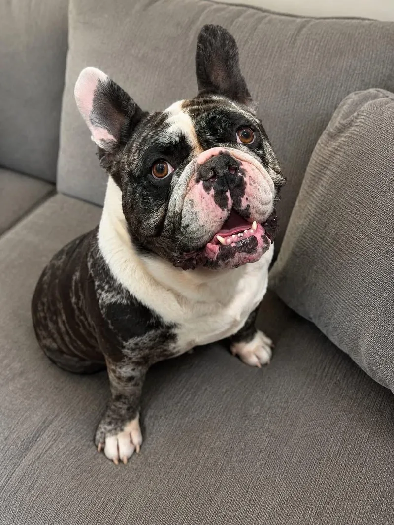 A young large-sized male English Bulldog dog named Biggie for adoption in Las Vegas, NV