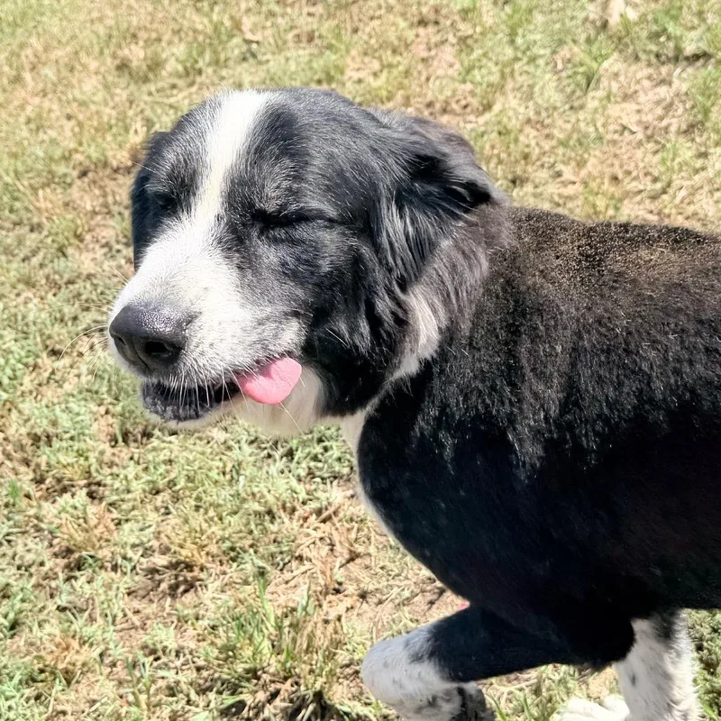 Dottie
