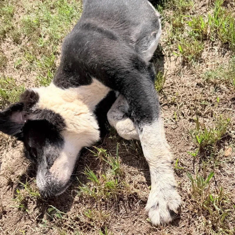 Dottie thumbnail 3