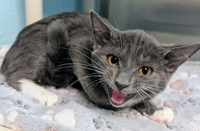 A baby small-sized female Domestic Short Hair cat named Amoroso for adoption in Cape Coral, FL