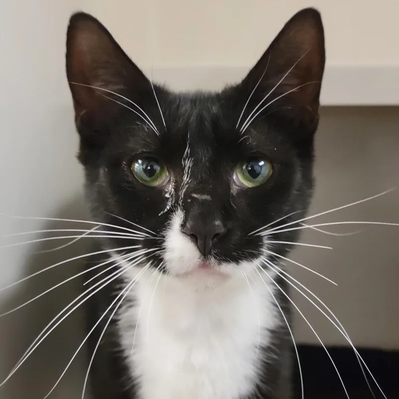 An adult medium-sized male Black Domestic Short Hair cat named Noir for adoption in Sarasota, FL
