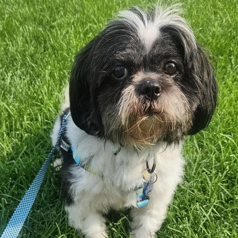 An adult small-sized male Black Shih Tzu dog named Petronas for adoption in St. Charles, IL