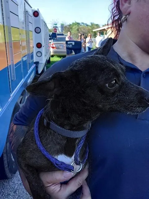 An adult small-sized male Chihuahua dog named Timmie for adoption in Fort Lauderdale, FL