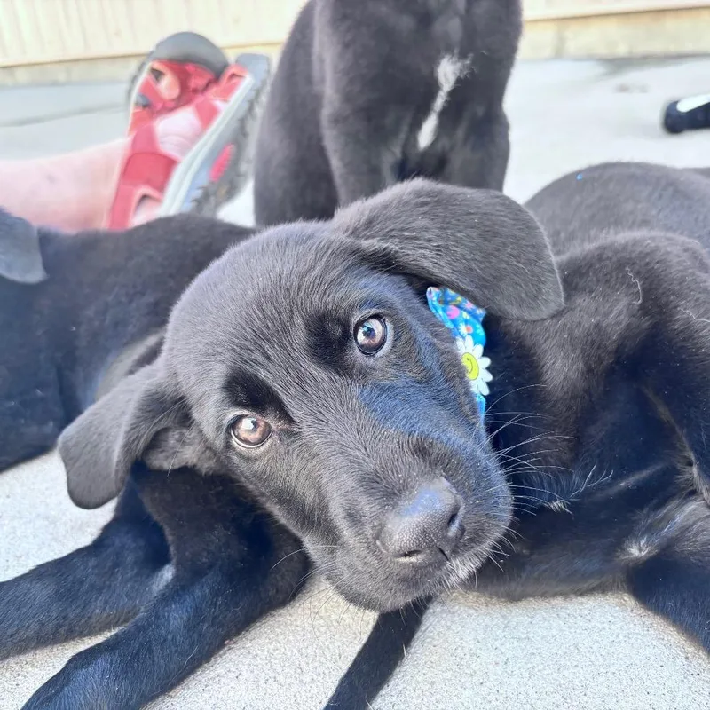 A baby small-sized male Black Mixed Breed dog named Bandit for adoption in Bismarck, ND