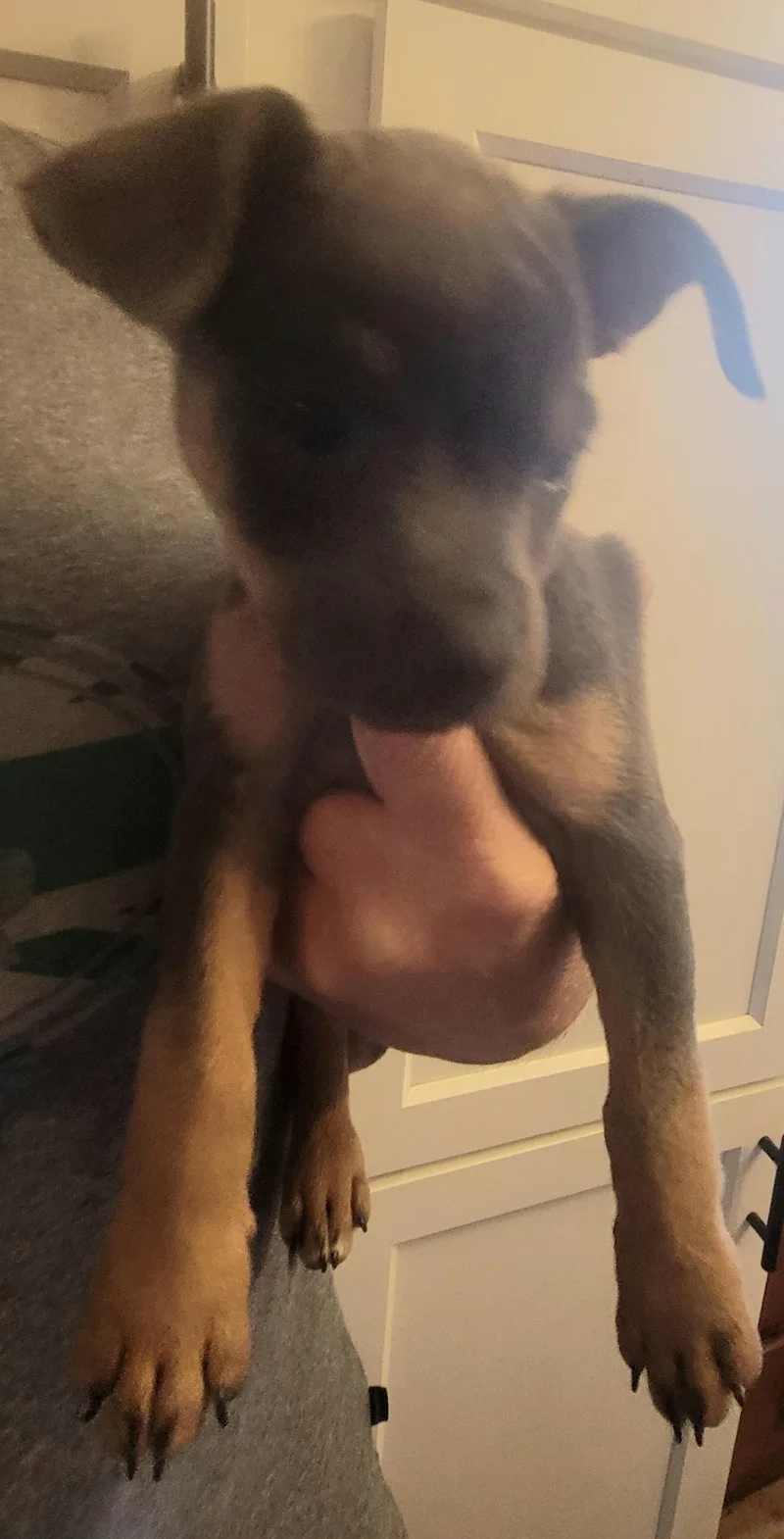A baby small-sized female Chihuahua dog named Faith for adoption in Rocky Mount, NC