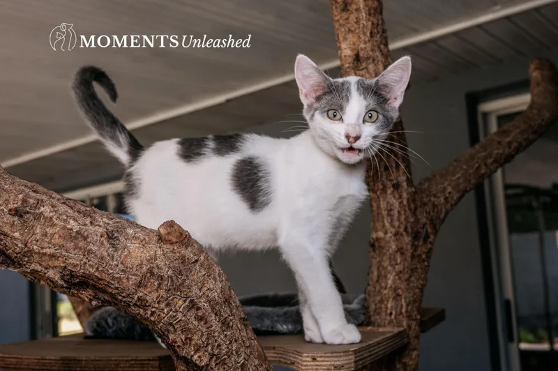 A baby small-sized male Gray & White Domestic Short Hair cat named Meowth for adoption in Myakka City, FL